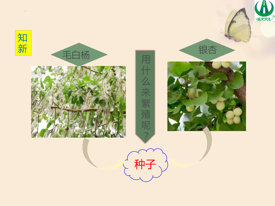 3.2种子植物课件-2024-2025学年苏教版生物七年级上册.pptx_第3页