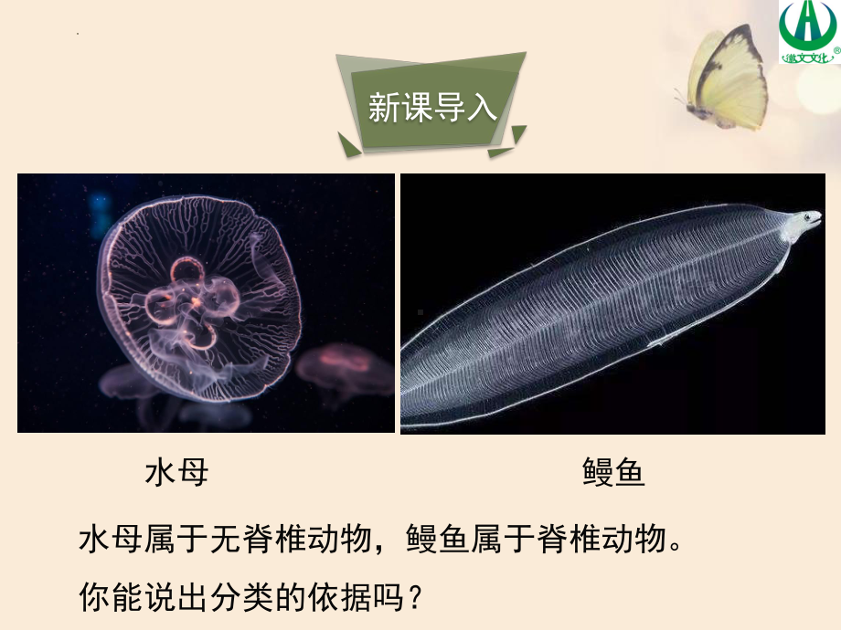 4.1无脊椎动物课件-2024-2025学年苏教版生物七年级上册.pptx_第2页