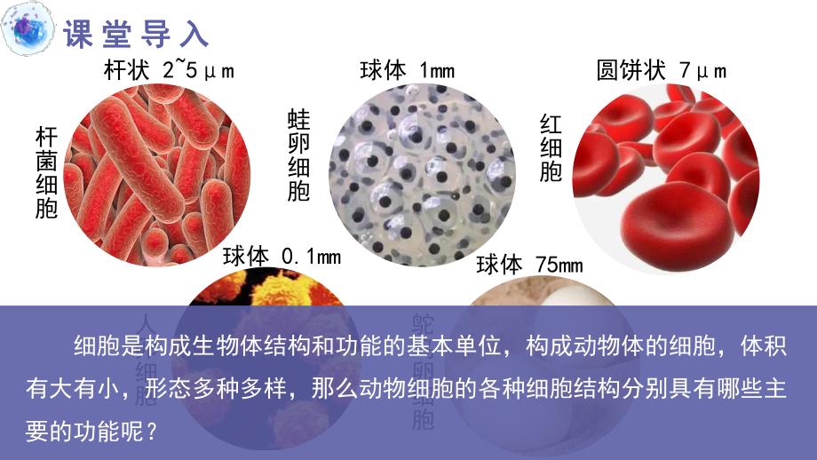 1.1.2动物细胞的结构与功能-实践教学课件苏教版生物七年级上册.pptx_第3页