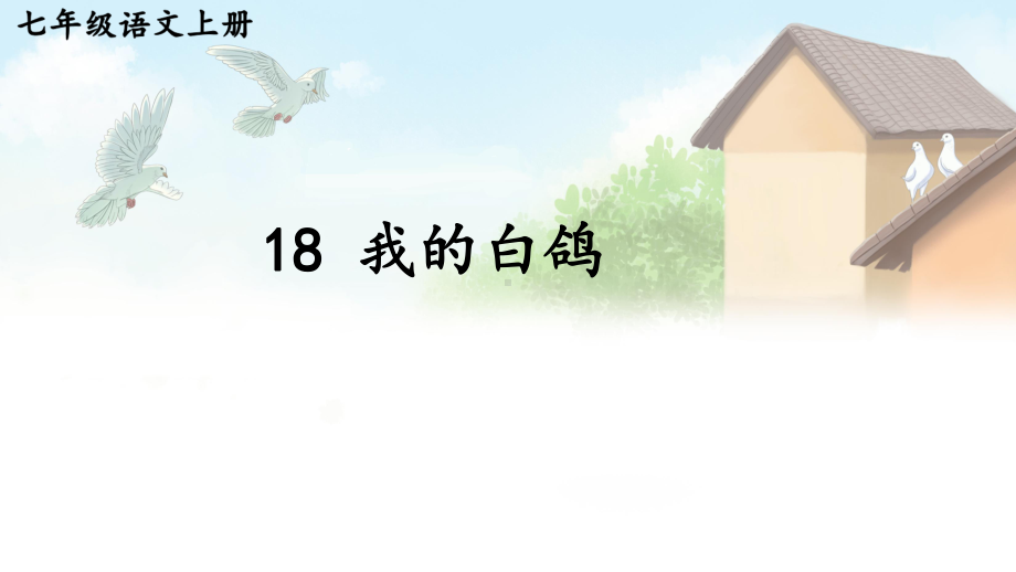 初中语文新人教部编版七年级上册第18课《我的白鸽》教学课件（2024秋）.pptx_第1页