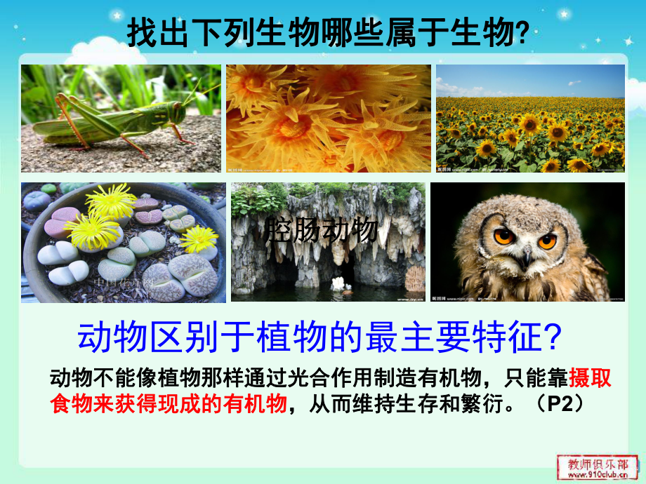 第一节 腔肠动物和扁形动物（31张PPT）.ppt_第2页