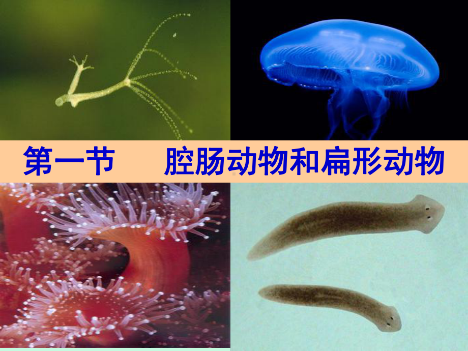 第一节 腔肠动物和扁形动物（31张PPT）.ppt_第3页