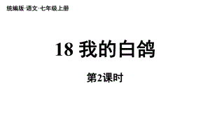 初中语文新人教部编版七年级上册第5单元 18《我的白鸽》课时2教学课件（2024秋）.pptx