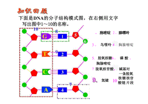 3.3 DNA的复制（教学课件）-2023-2024学年高一下学期生物人教版（2019）必修2.pptx