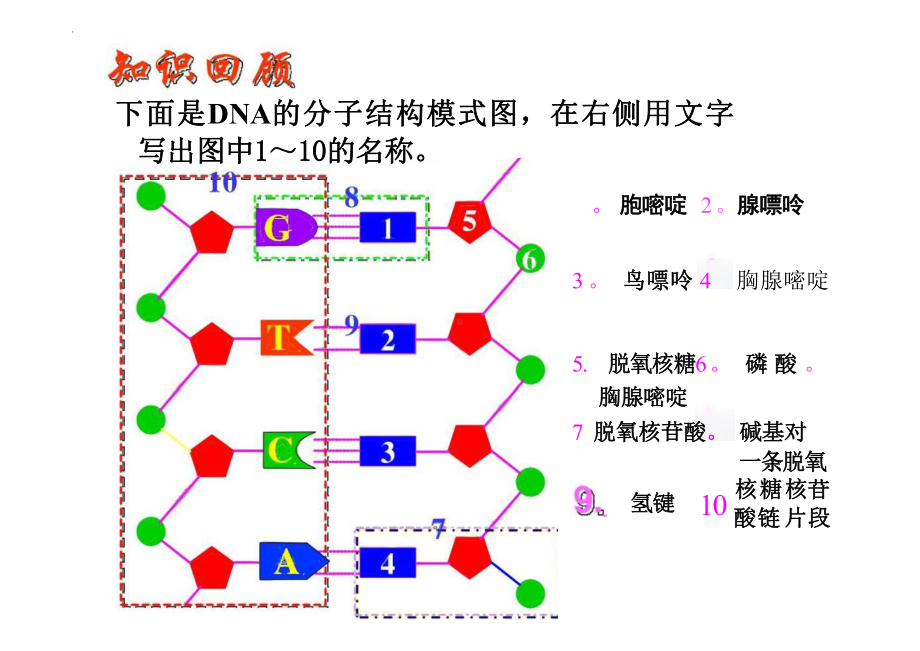 3.3 DNA的复制（教学课件）-2023-2024学年高一下学期生物人教版（2019）必修2.pptx_第1页