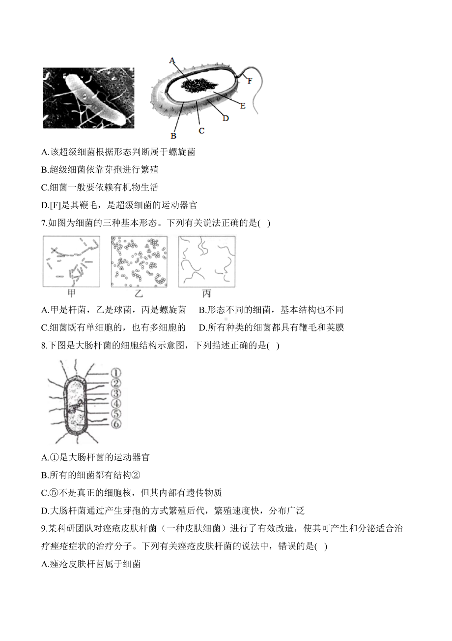 2.3.2细菌——课时优化训练（含解析）-2024新人教版七年级上册《生物》.docx_第2页