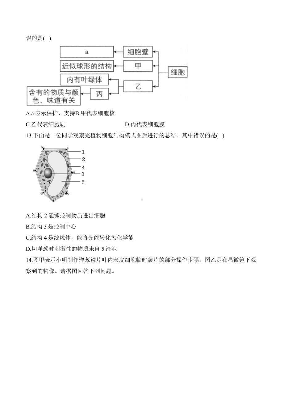 1.2.2植物细胞——课时优化训练（含答案）-2024新人教版七年级上册《生物》.docx_第3页