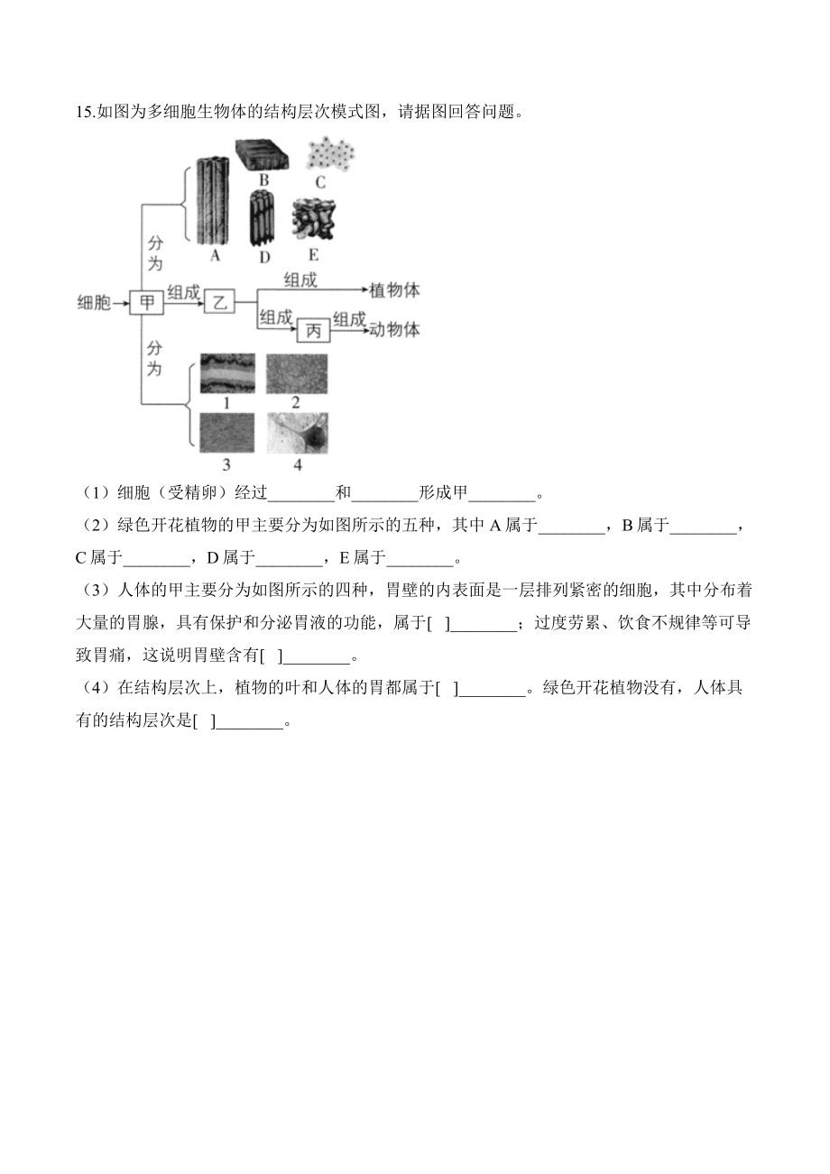 1.3.3植物体的结构层次——课时优化训练（含解析）-2024新人教版七年级上册《生物》.docx_第3页