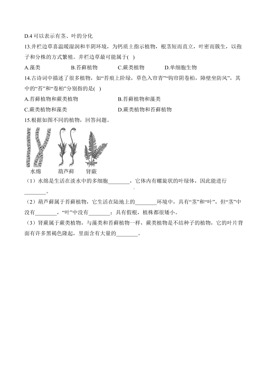 2.1.1藻类、苔藓和蕨类——课时优化训练（含答案）-2024新人教版七年级上册《生物》.docx_第3页