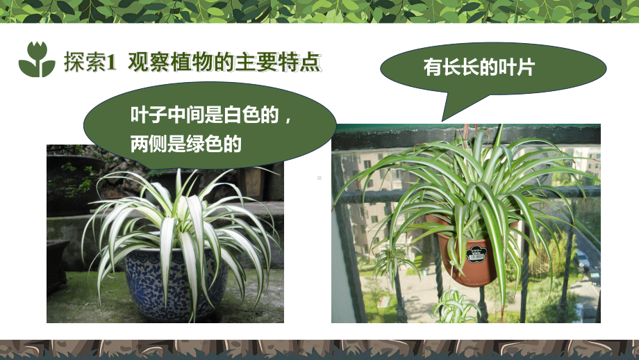 1.4给植物画张像 优质ppt课件 -2024新教科版一年级上册《科学》.pptx_第3页