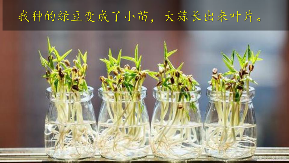 1.5 植物的变化ppt课件-2024新教科版一年级上册《科学》.pptx_第3页