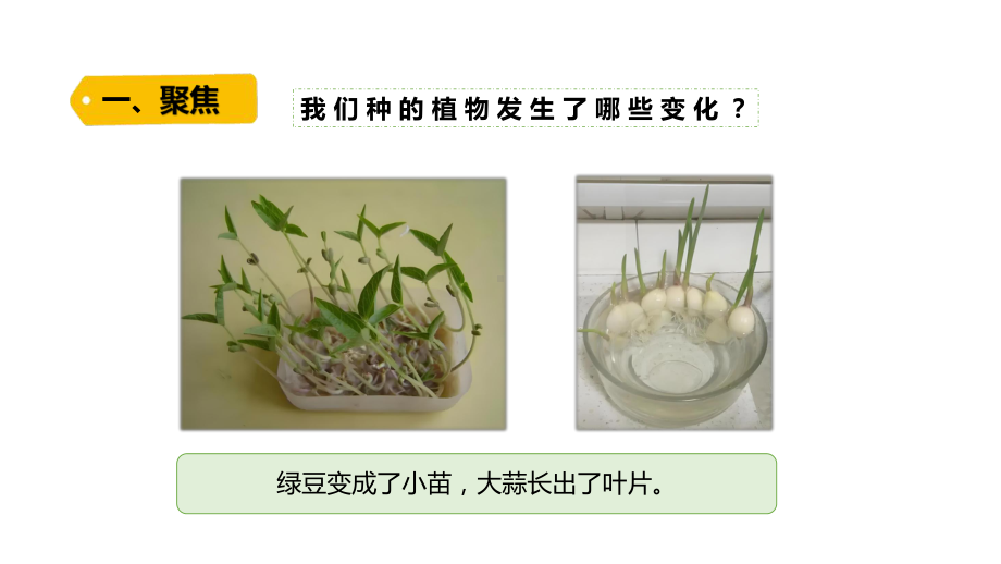 1.5《植物的变化》PPT课件-2024新教科版一年级上册科学.pptx_第2页