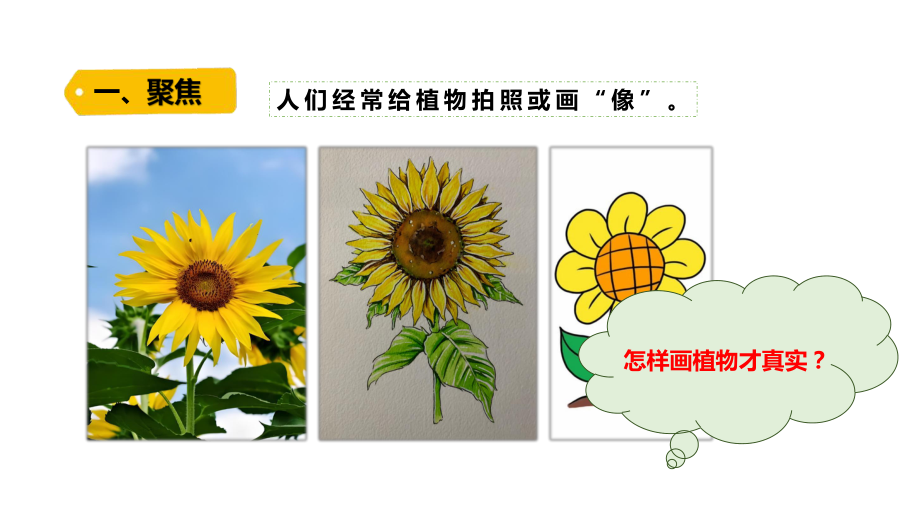 1.4《给植物画张“像”》PPT课件-2024新教科版一年级上册科学.pptx_第2页