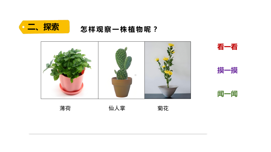 1.2《观察植物》PPT课件-2024新教科版一年级上册科学.pptx_第3页