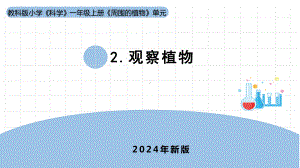 2024新教科版一年级科学上册第一单元1.2《观察植物》课件.pptx