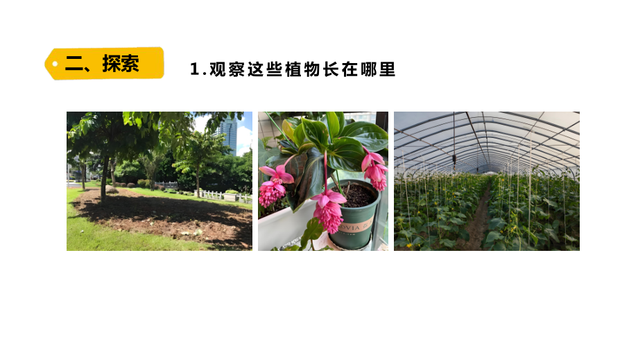 1.3《植物长在哪里》PPT课件-2024新教科版一年级上册科学.pptx_第3页