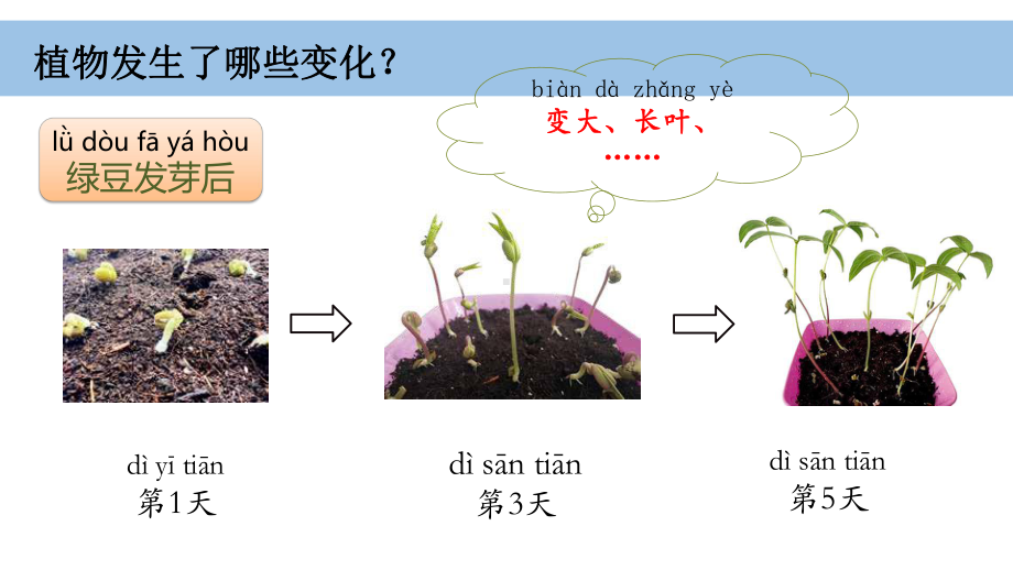 2024新教科版一年级科学上册第一单元1.5 《植物的变化》课件.pptx_第3页