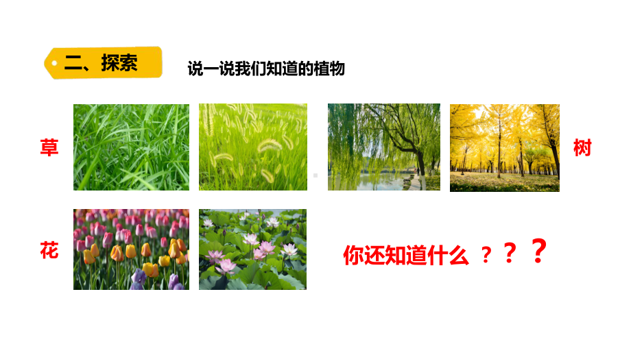 1.1《我们知道的植物》PPT课件-2024新教科版一年级上册科学.pptx_第3页