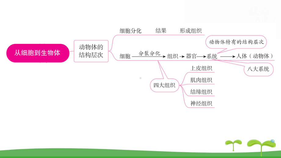 人教版（2024新版）七年级上册生物第一单元 第三章从细胞到生物体 复习课件.pptx_第3页