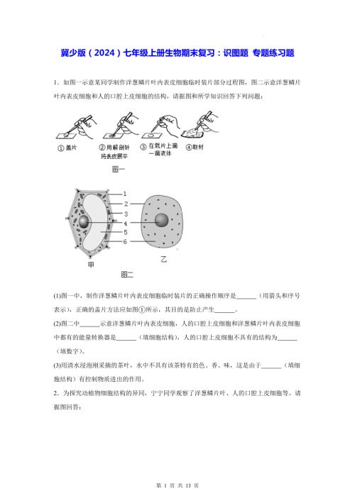 冀少版（2024）七年级上册生物期末复习：识图题 专题练习题（含答案）.docx