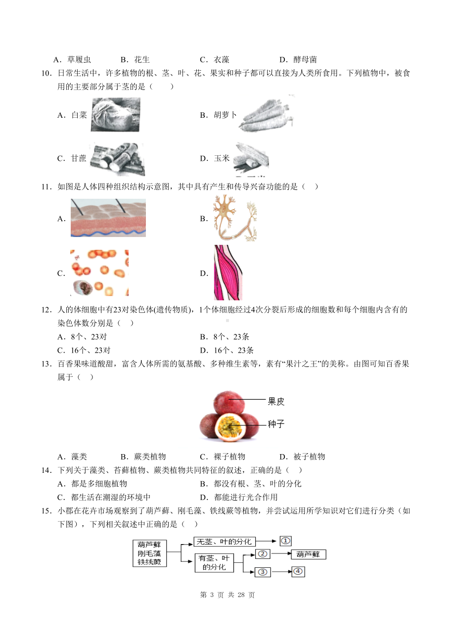 人教版（2024新版）七年级上册生物期末学业质量检测试卷（含答案解析）.docx_第3页