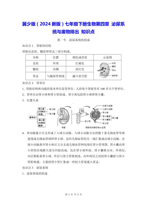 冀少版（2024新版）七年级下册生物第四章 泌尿系统与废物排出 知识点.docx